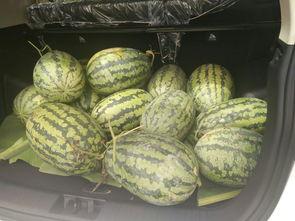 公园凳子吃瓜