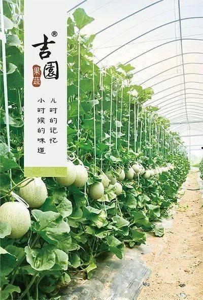 东南吃瓜,吃瓜群众的味蕾盛宴