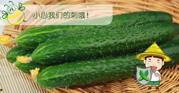 吃瓜配什么好,解锁夏日消暑美食搭配攻略