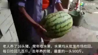 网上吃瓜原视频,一场视觉盛宴背后的真相