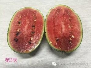 网上吃瓜原视频,一场视觉盛宴背后的真相