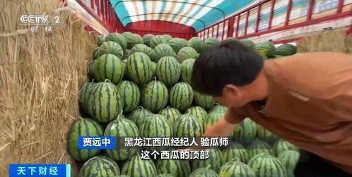 今年吃瓜价格走势,价格波动背后的经济脉动