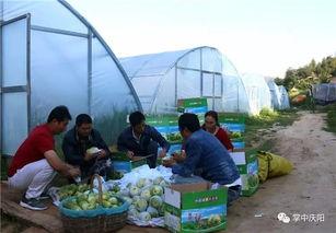 庆阳吃瓜的团,揭秘当地特色美食之旅