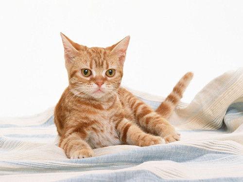 猫吃角瓜