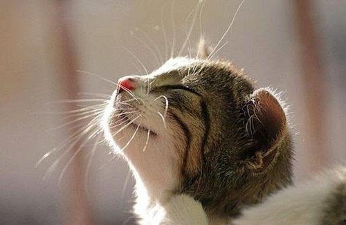 猫吃角瓜