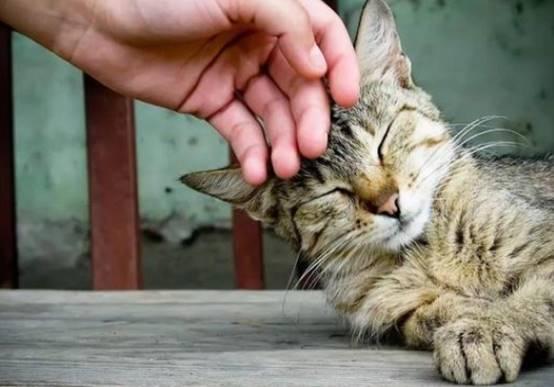 猫吃角瓜