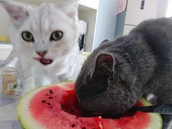 可爱猫吃瓜合集,可爱猫猫们的欢乐食瓜时刻